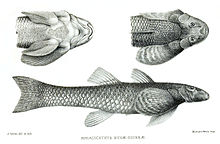 Rhiacichthys Vert.jpg