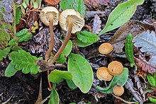 Rhizomarasmius epidryas 674826 детайл.jpg