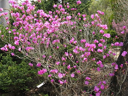 Tập_tin:Rhododendron_dauricum3.jpg