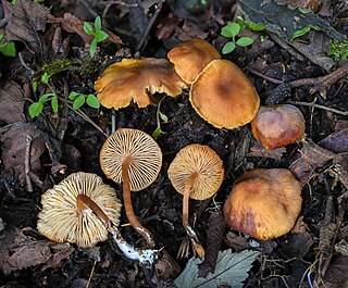 <i>Rhodophana</i> Genus of fungi