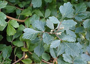 Rhus aromatica kz15.jpg