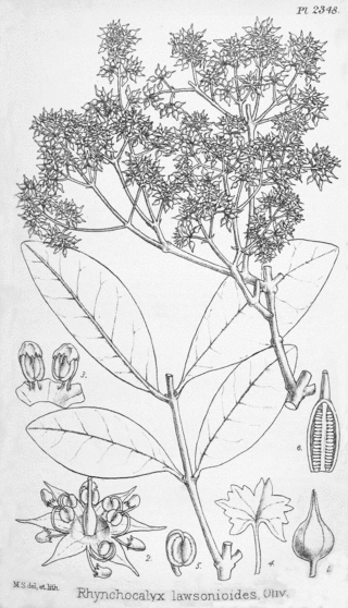 <i>Rhynchocalyx</i> Genus of trees