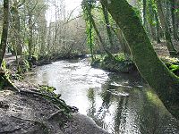 La Rivero-Citrono fluante tra Bradley Woods