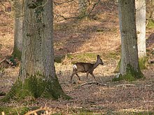 Roe deer in the New Forest, which was established by King William. (He saette mycel deorfrid [...] He forbead tha heortas) Roe deer in Islands Thorns Inclosure, New Forest - geograph.org.uk - 386735.jpg