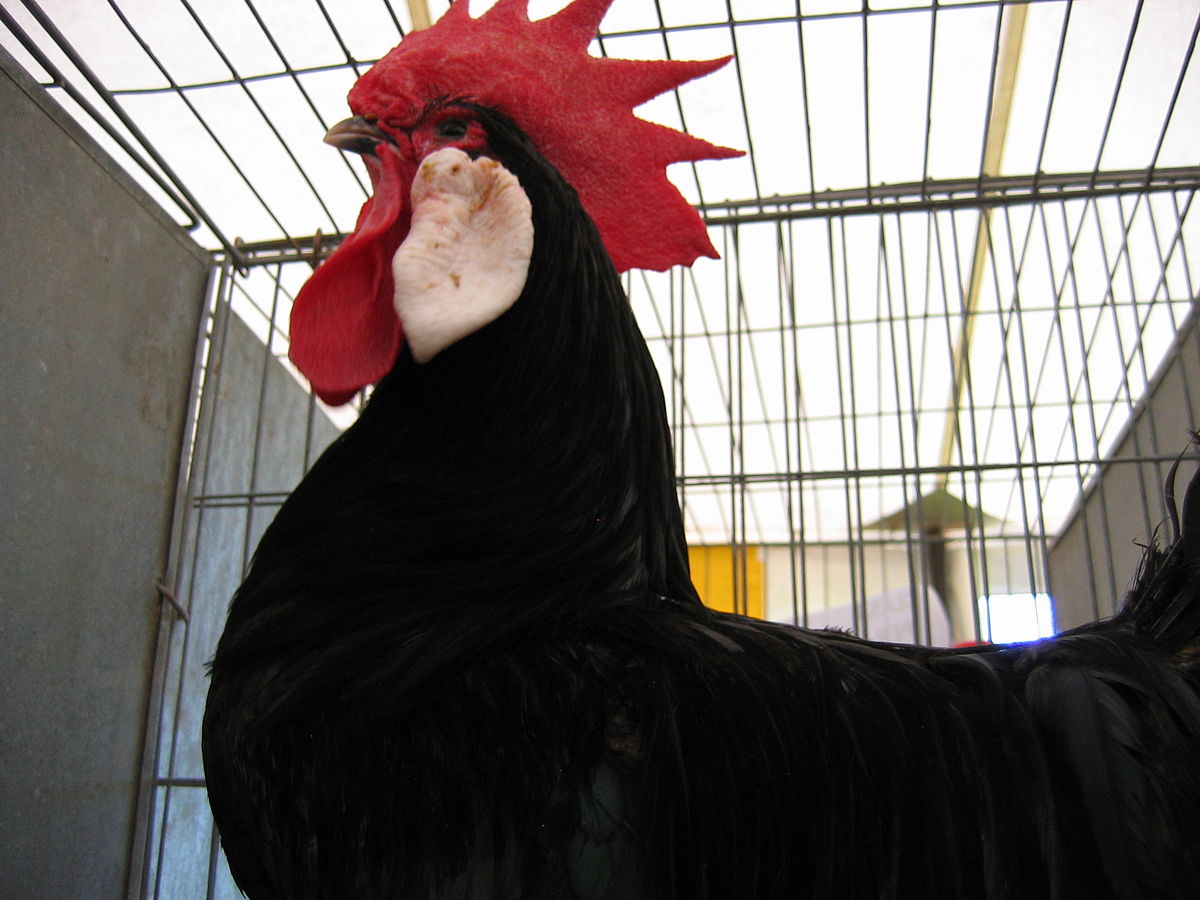 Rooster at Scottish poultry show.jpg