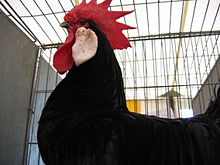 Minorca rooster Rooster at Scottish poultry show.jpg