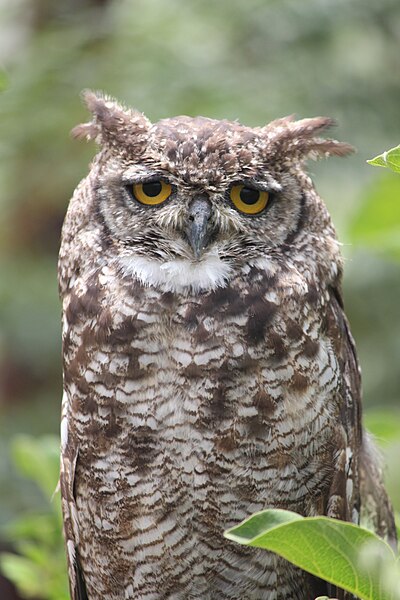 File:Roosting Spotted eagle-owl.jpg