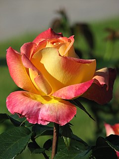 <i>Rosa</i> Love and Peace