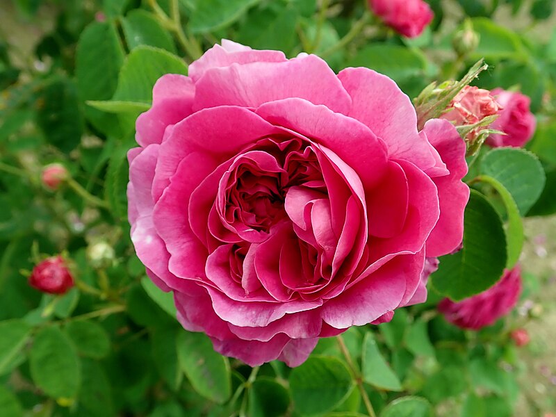 File:Rosa Manteau Pourpre 2019-06-06 0838.jpg