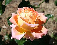 Rosa alpine Sunset - Gran Bretaña 1975 (11982347785) (dipotong).jpg
