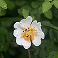 Dog-rose.