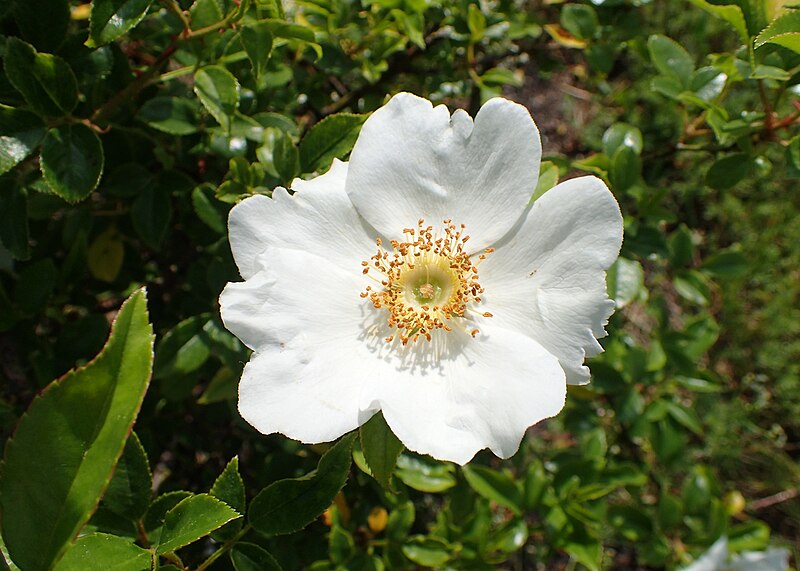 File:Rosa laevigata kz02.jpg