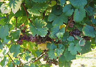 <span class="mw-page-title-main">Savagnin rose</span> Variety of grape