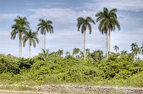 Roystonea regia, Marabú, Cuba (4190728838).jpg