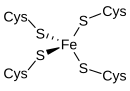 Rubredoxin active site. Rubredoxin.svg