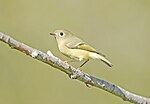 Thumbnail for File:Ruby-crowned Kinglet 1623a.jpg