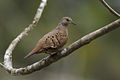 Ruddy Ground-Dove - Rio Tigre - Costa Rica MG 8797 (26696568655).jpg