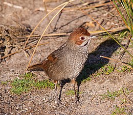 Vörhenyes sörtésmadár (Dasyornis broadbenti)