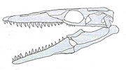Thumbnail for Russellosaurus