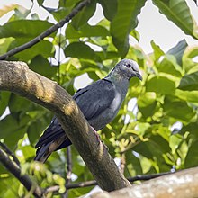 São Tomé bronze-naped pigeon (Columba malherbii) male.jpg