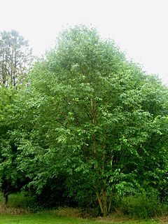 <i>Betula grossa</i> species of plant