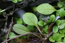 SP105598 Myosotis tenericaulis Petrie WELT Te Papa 1592007 400096.jpg