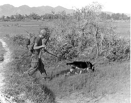 U.S. Army SP4 Bealock and German Shepherd scout dog "Chief" on patrol in Vietnam