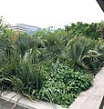 A naturalistic planting of Sabal minor outside the National Air and Space Museum in Washington, DC.