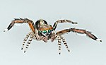 Miniatura per Specie di Salticidae (Q-Z)