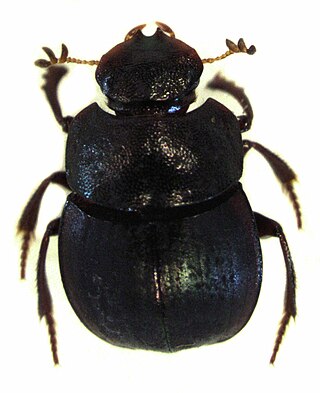 <i>Saphobius</i> Genus of beetles