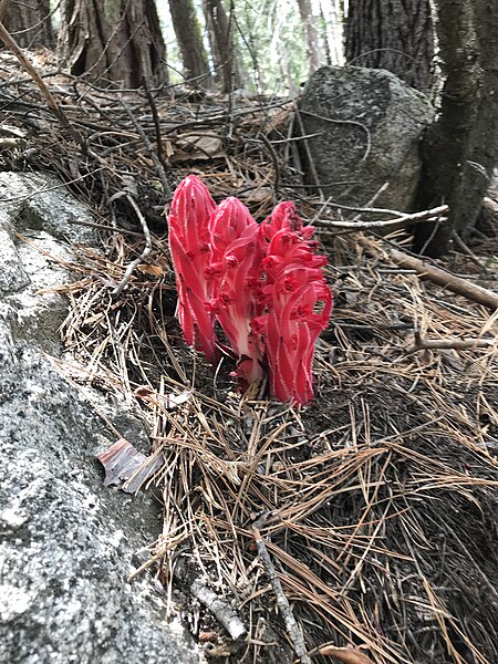 File:Sarcodes-SnowPlant.jpg