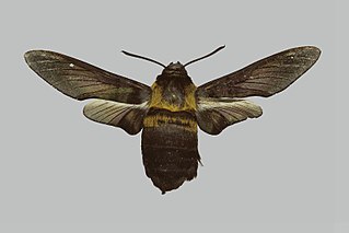 <i>Sataspes leyteana</i> Species of moth