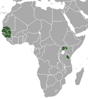 Savanna dwarf shrew Species of mammal