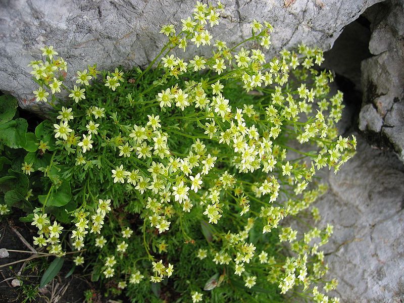 File:Saxifraga moschata.jpg