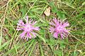 Centaurée scabieuse (Centaurea scabiosa - Asteraceae)