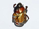 Miniatura para Onitis humerosus