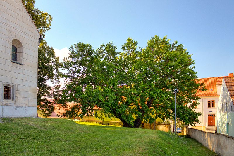 File:Schildau Maulbeerbaum Sommer1.jpg