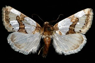 <i>Schinia chrysella</i> Species of moth