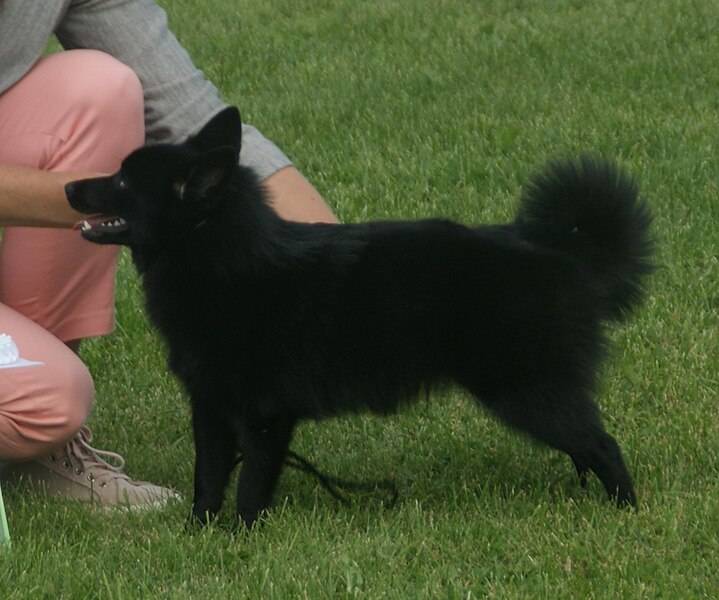 File:Schipperke 2.jpg