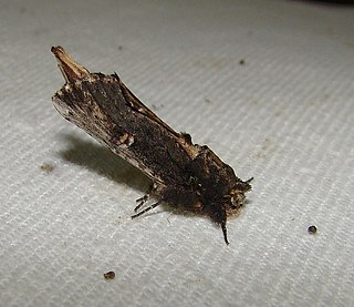 <i>Schizura ipomoeae</i> Species of moth
