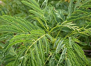 <i>Schleinitzia fosbergii</i> Species of legume