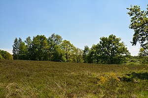 Schleswig-Holstein, Naturschutzgebiet Herrenmoor bei Kleve NIK 5735.JPG