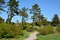 * Nomination Foto aus dem Naturerlebnisraum "Posberg" in Süderlügum. Die Bäume sind wirklich so schief... --Nightflyer 21:23, 11 June 2018 (UTC) * Promotion  Support Quality is good but there is a dust spot on the right --Podzemnik 02:21, 12 June 2018 (UTC)