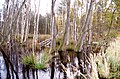 Deutsch: Quellgebiet des Lietzengrabens in der Schönower Heide