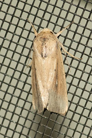 <i>Leucania scirpicola</i> Species of moth