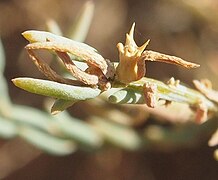 Sclerolaena urceolata fruit.jpg