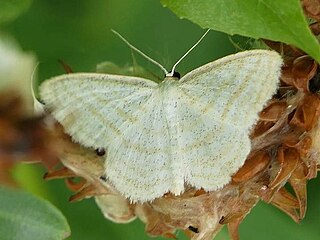 <i>Scopula quadrilineata</i> Species of geometer moth in subfamily Sterrhinae