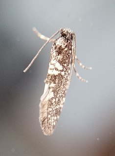 <i>Scoriodyta conisalia</i> Species of moth