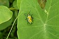 * Nomination Metallic shield bug (Scutelleridae) --Vengolis 00:52, 15 August 2018 (UTC) * Promotion Good quality. -- Johann Jaritz 01:56, 15 August 2018 (UTC)