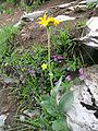 Senecio doronicum, tige florifère